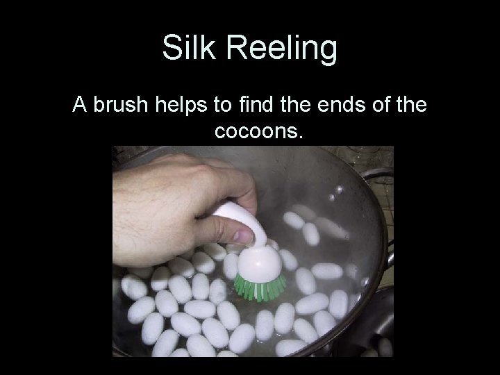 Silk Reeling A brush helps to find the ends of the cocoons. 