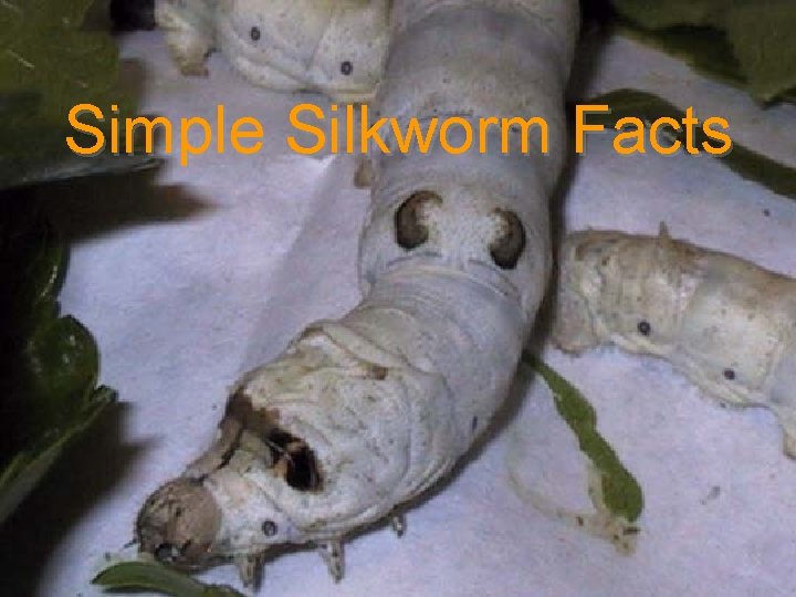 Simple Silkworm Facts 