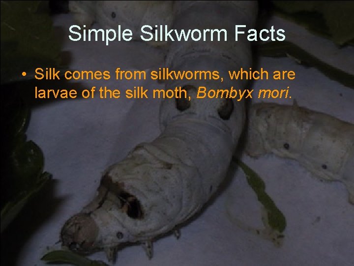 Simple Silkworm Facts • Silk comes from silkworms, which are larvae of the silk