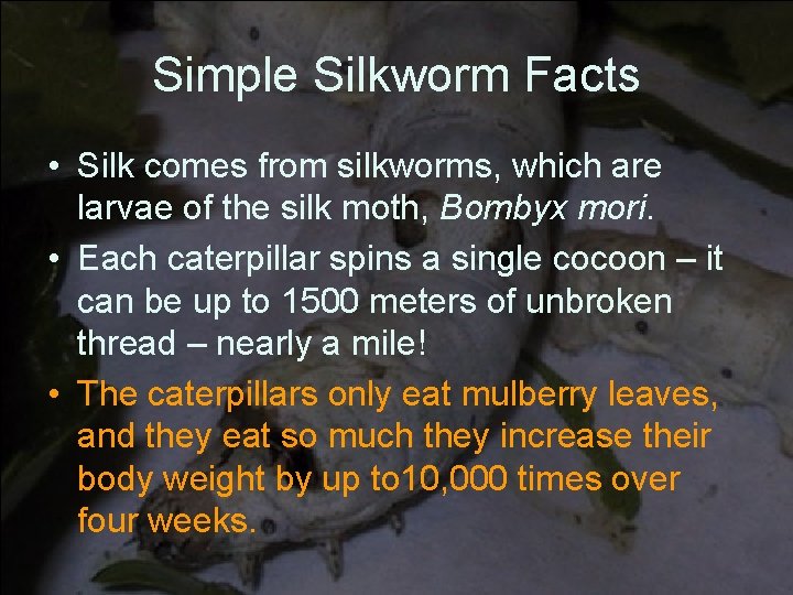 Simple Silkworm Facts • Silk comes from silkworms, which are larvae of the silk