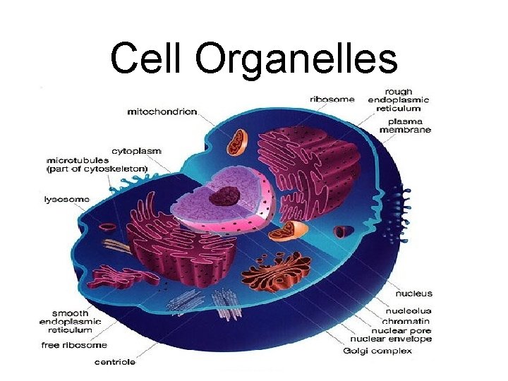 Cell Organelles 