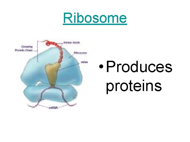 Ribosome • Produces proteins 