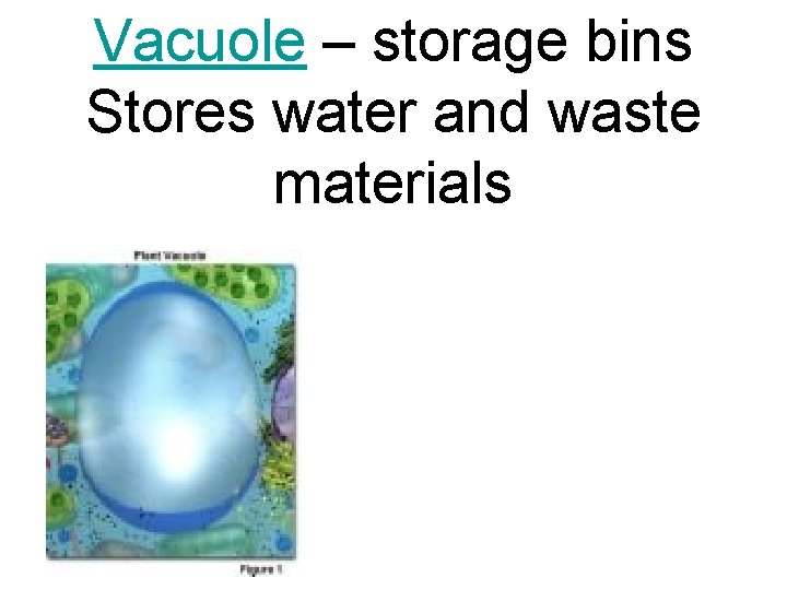 Vacuole – storage bins Stores water and waste materials 