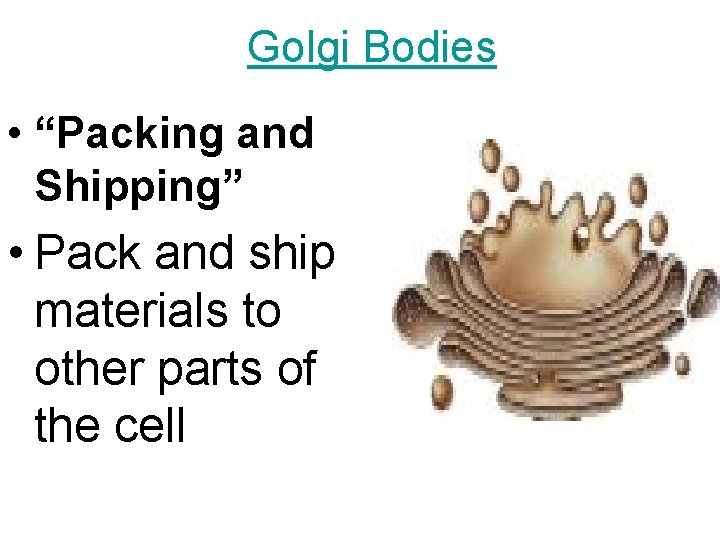 Golgi Bodies • “Packing and Shipping” • Pack and ship materials to other parts