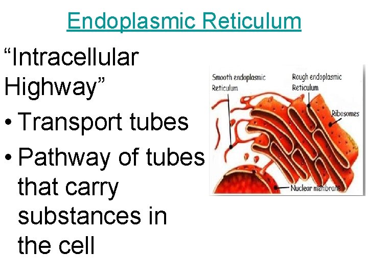Endoplasmic Reticulum “Intracellular Highway” • Transport tubes • Pathway of tubes that carry substances