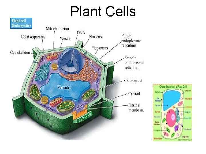 Plant Cells 