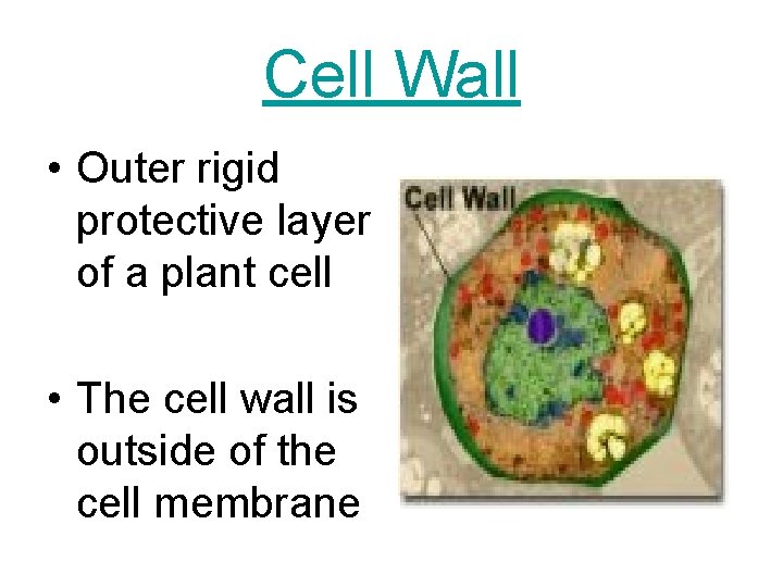 Cell Wall • Outer rigid protective layer of a plant cell • The cell