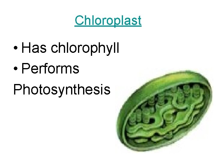 Chloroplast • Has chlorophyll • Performs Photosynthesis 