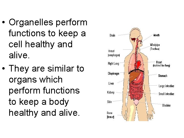  • Organelles perform functions to keep a cell healthy and alive. • They