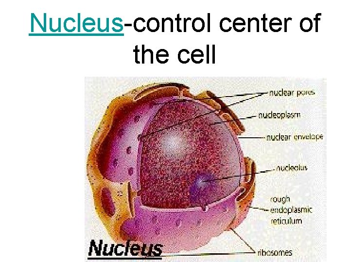 Nucleus-control center of the cell 