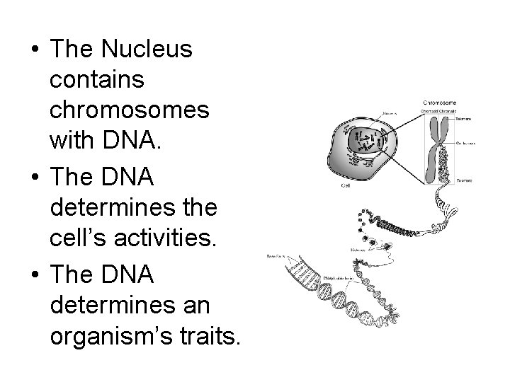  • The Nucleus contains chromosomes with DNA. • The DNA determines the cell’s