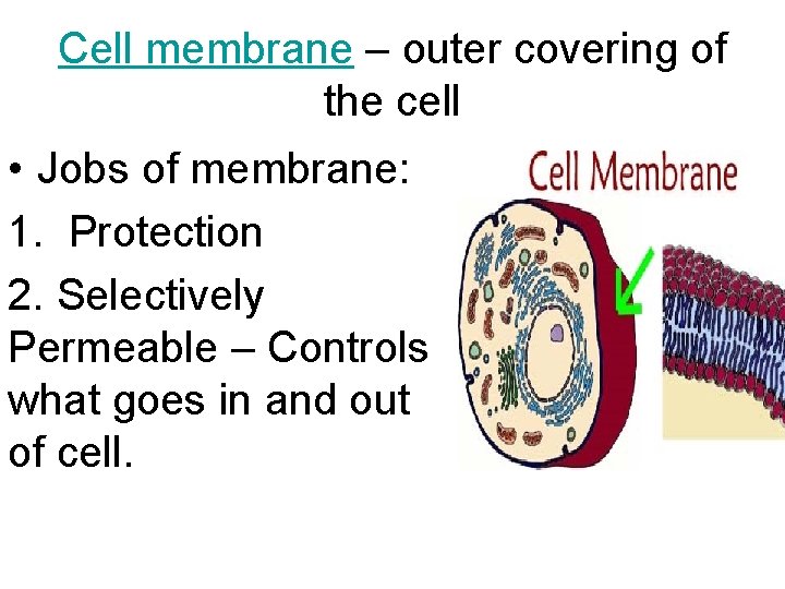 Cell membrane – outer covering of the cell • Jobs of membrane: 1. Protection