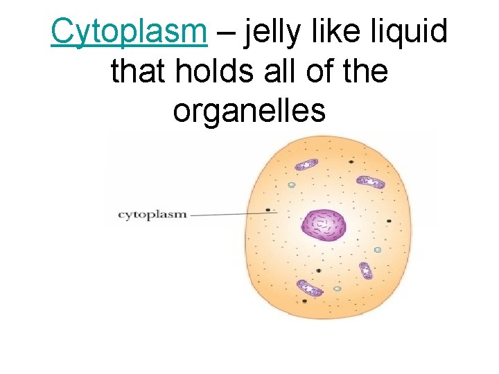 Cytoplasm – jelly like liquid that holds all of the organelles 