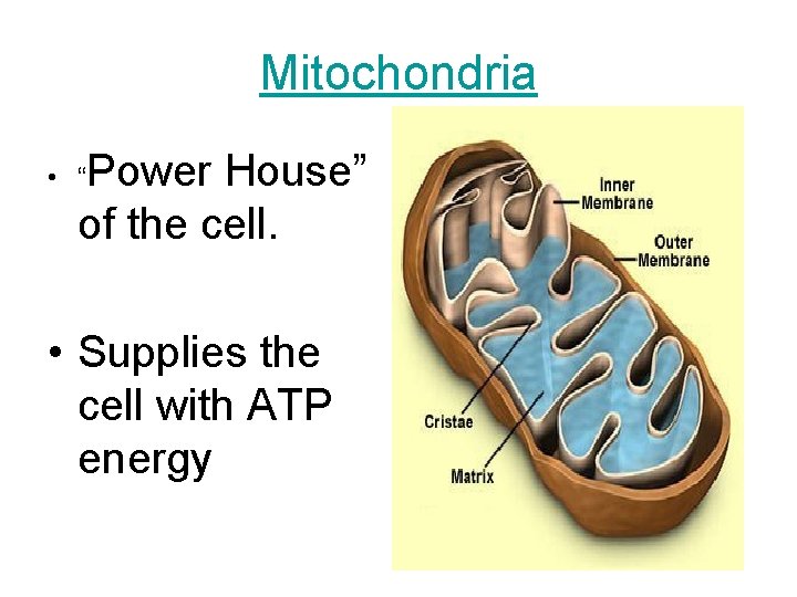 Mitochondria Power House” of the cell. • “ • Supplies the cell with ATP