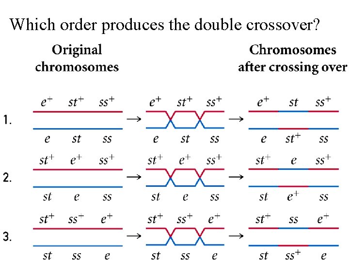 Which order produces the double crossover? 