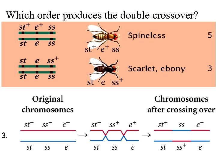 Which order produces the double crossover? 