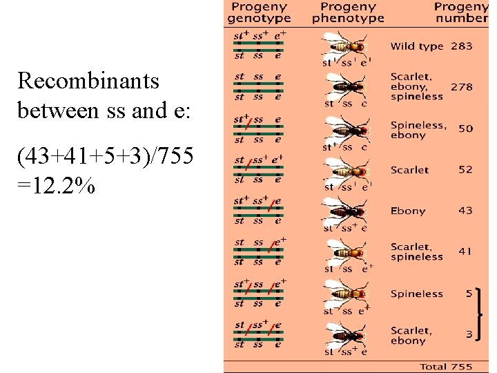 Recombinants between ss and e: (43+41+5+3)/755 =12. 2% 