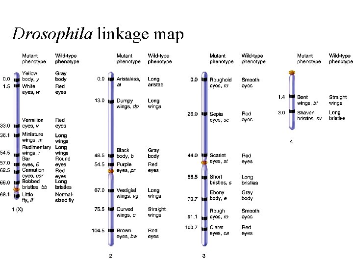 Drosophila linkage map 