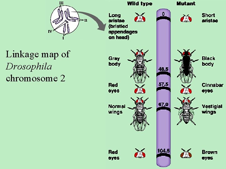 Linkage map of Drosophila chromosome 2 