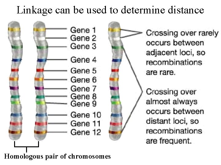 Linkage can be used to determine distance Homologous pair of chromosomes 