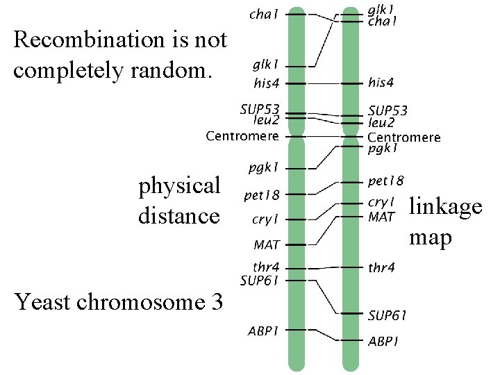 Recombination is not completely random. physical distance Yeast chromosome 3 linkage map 