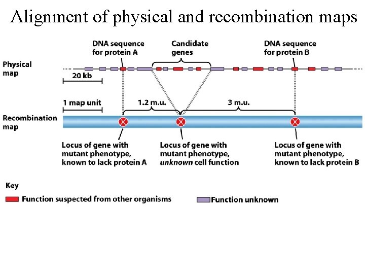 Alignment of physical and recombination maps 