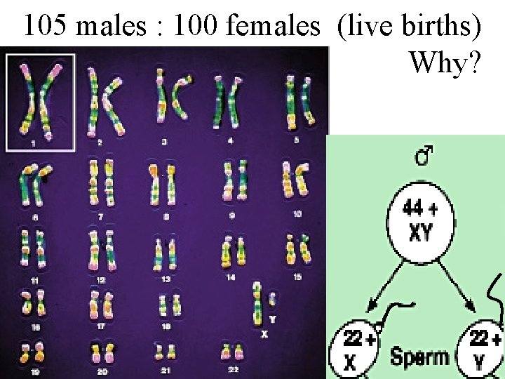 105 males : 100 females (live births) Why? 
