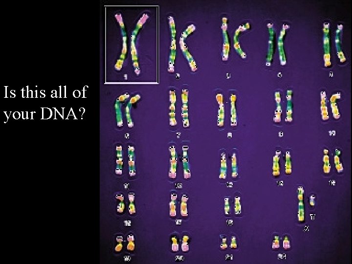 Is this all of your DNA? 