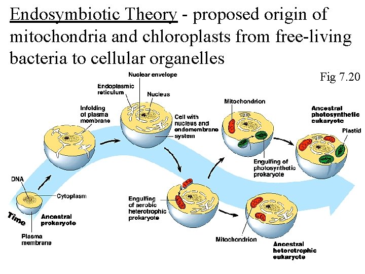 Endosymbiotic Theory - proposed origin of mitochondria and chloroplasts from free-living bacteria to cellular