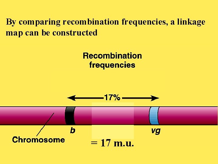 By comparing recombination frequencies, a linkage map can be constructed = 17 m. u.
