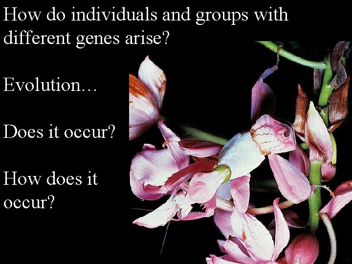 How do individuals and groups with different genes arise? Evolution… Does it occur? How