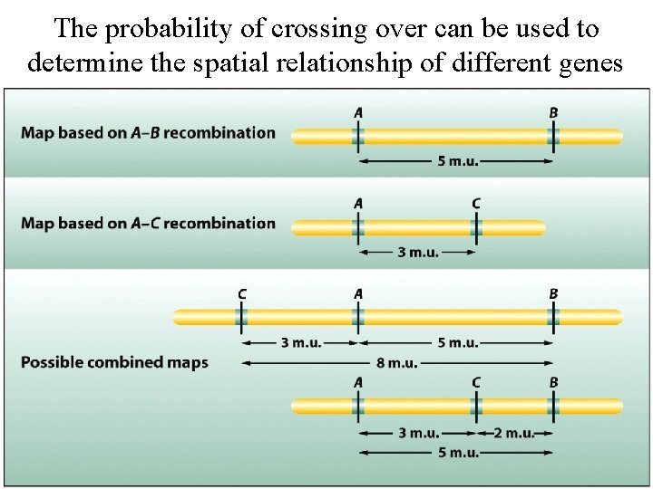 The probability of crossing over can be used to determine the spatial relationship of