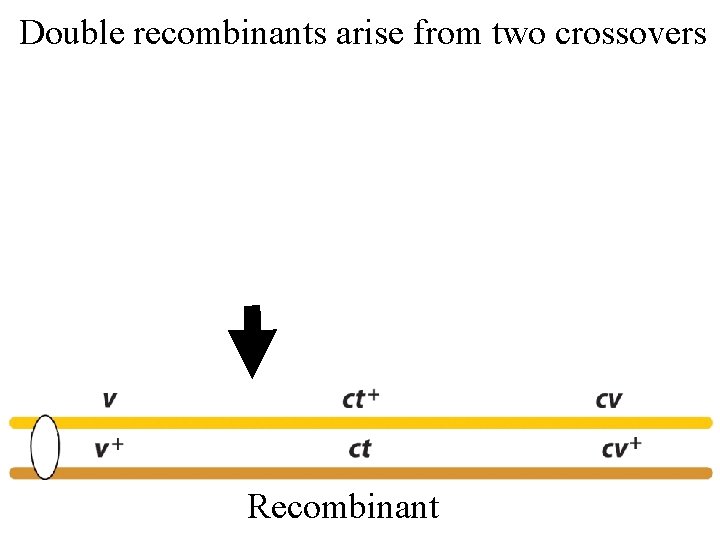 Double recombinants arise from two crossovers Recombinant 