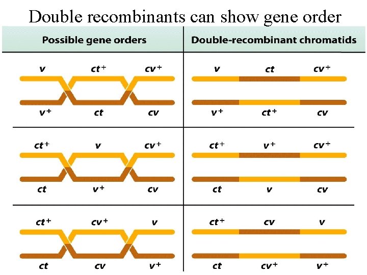 Double recombinants can show gene order 