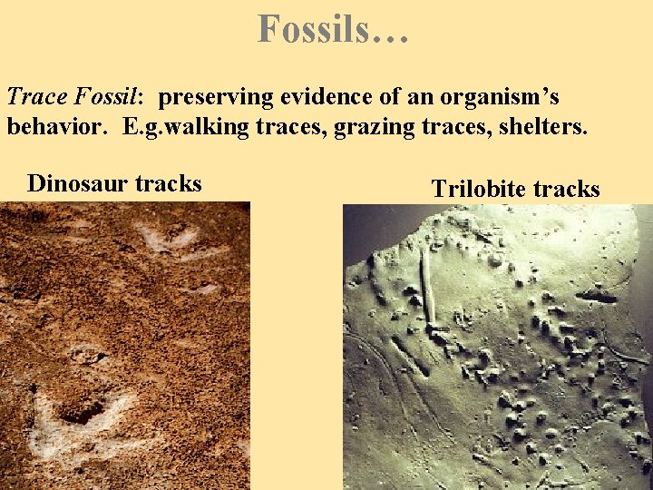 Fossils… Trace Fossil: preserving evidence of an organism’s behavior. E. g. walking traces, grazing