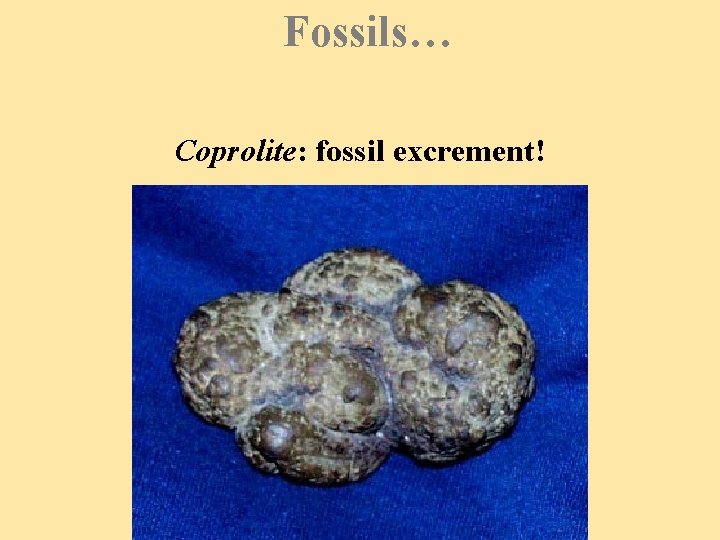 Fossils… Coprolite: fossil excrement! 