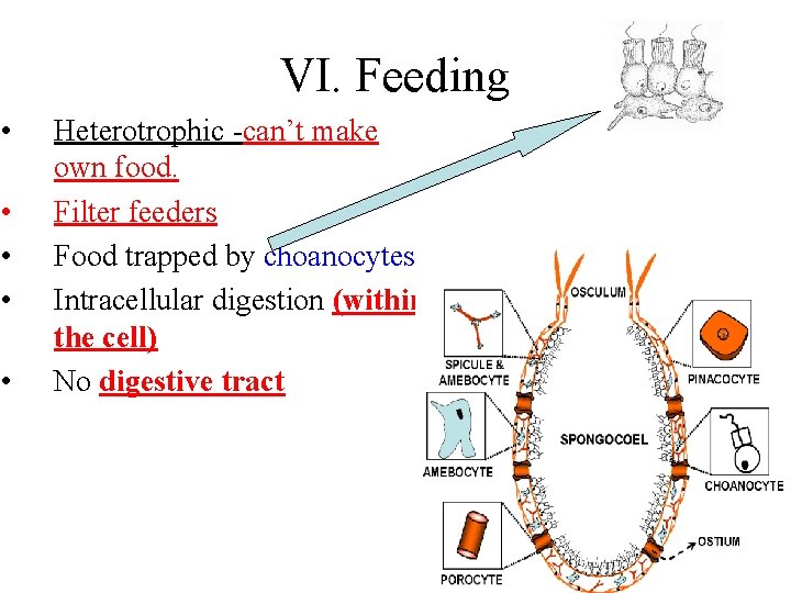 VI. Feeding • • • Heterotrophic -can’t make own food. Filter feeders Food trapped