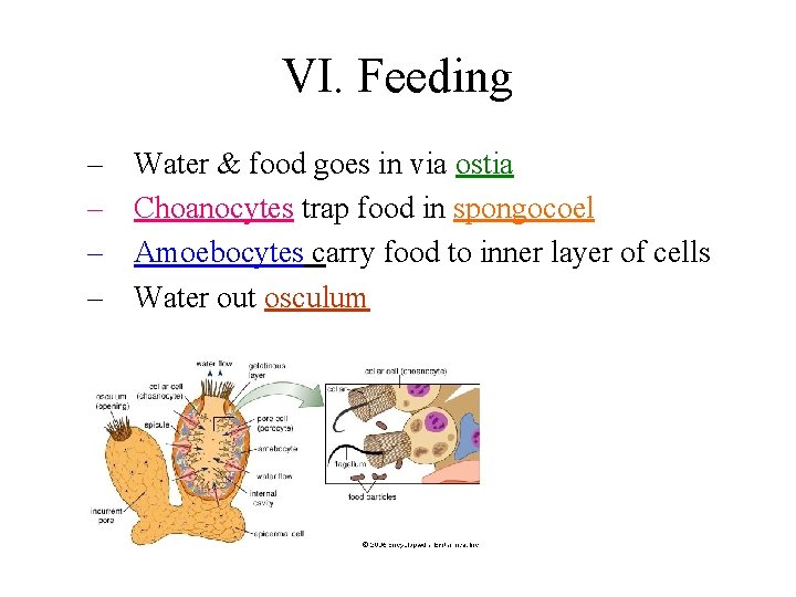 VI. Feeding – – Water & food goes in via ostia Choanocytes trap food
