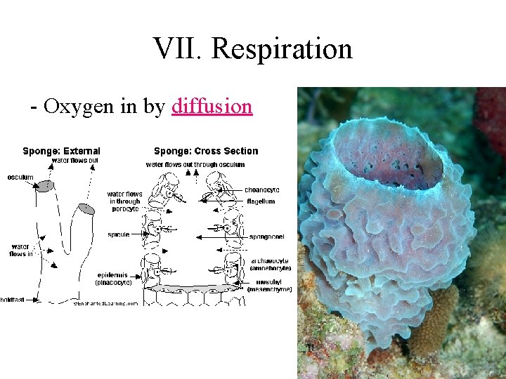 VII. Respiration - Oxygen in by diffusion 