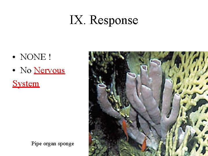 IX. Response • NONE ! • No Nervous System Pipe organ sponge 