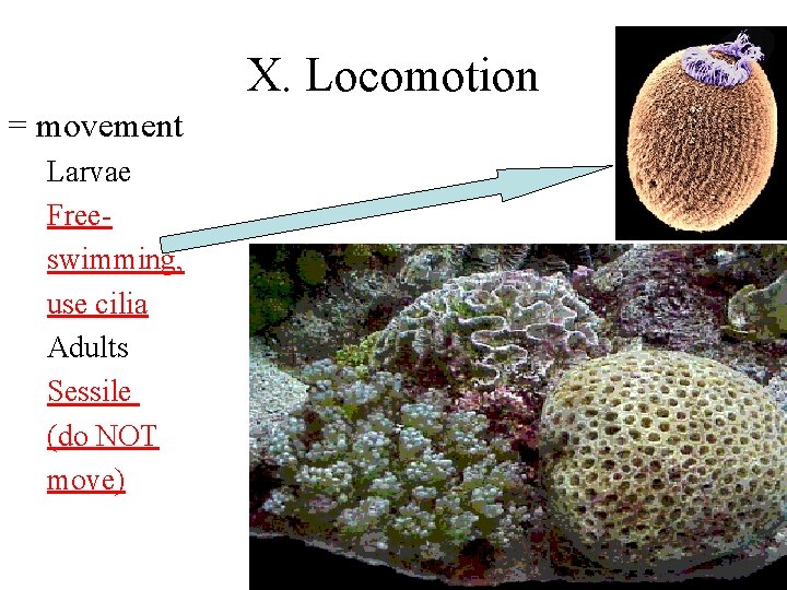 X. Locomotion = movement Larvae Freeswimming, use cilia Adults Sessile (do NOT move) 