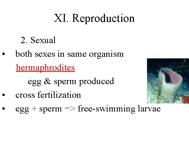 XI. Reproduction • • • 2. Sexual both sexes in same organism hermaphrodites egg