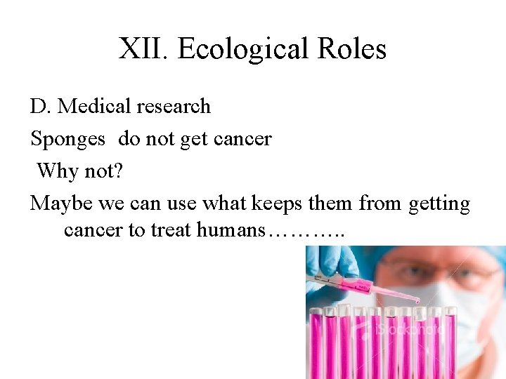 XII. Ecological Roles D. Medical research Sponges do not get cancer Why not? Maybe