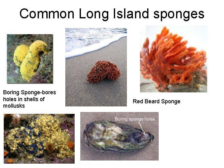 Common Long Island sponges Boring Sponge-bores holes in shells of mollusks Red Beard Sponge