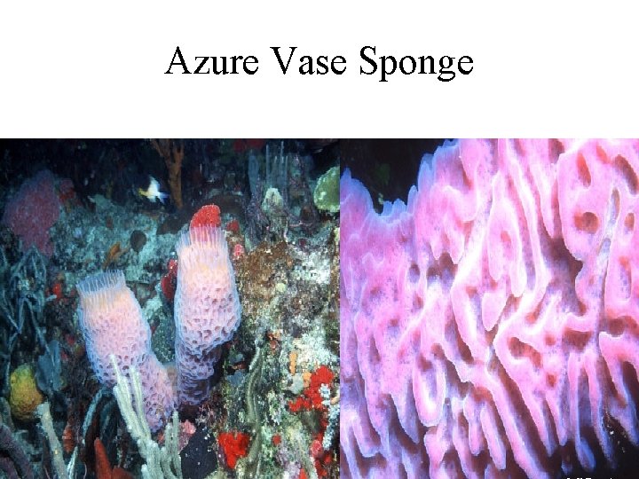 Azure Vase Sponge 
