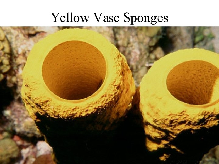 Yellow Vase Sponges 