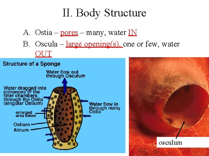 II. Body Structure A. Ostia – pores – many, water IN B. Oscula –