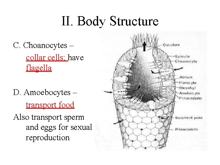 II. Body Structure C. Choanocytes – collar cells; have flagella D. Amoebocytes – transport