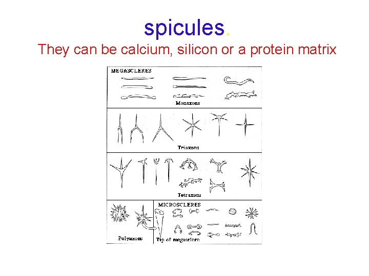 spicules. They can be calcium, silicon or a protein matrix 