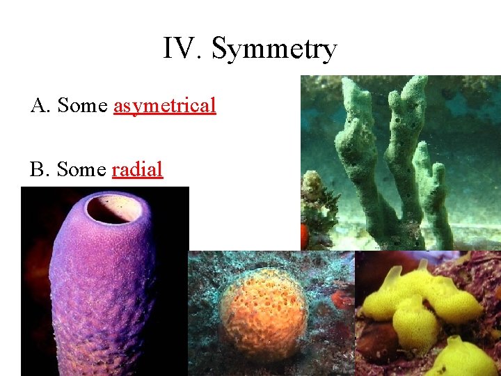 IV. Symmetry A. Some asymetrical B. Some radial 